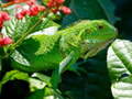 Permainan Iguana Hutan talian