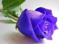 Permainan Bunga Ros Biru talian