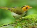 Permainan Burung Seluncur talian