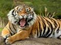 Permainan Puzzle Haiwan Harimau talian