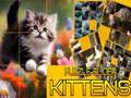 Permainan Teka Kucing Licin talian
