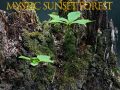 Permainan Hutan senja mistik talian