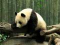 Permainan Teka Panda talian