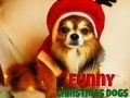 Permainan Anjing Krismas Lucu talian