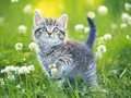 Permainan Teka-teki Kucing Anak talian