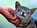 Permainan Kucing Menggelikan talian