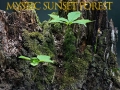 Permainan Hutan senja mistik talian