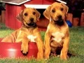 Permainan Teka Pasangan Anak Anjing talian Permainan Teka Pasangan Anak Anjing talian