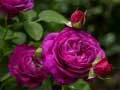 Permainan Rosa ungu talian Permainan Rosa ungu talian