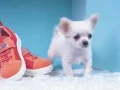 Permainan Puzzle Anak Anjing Yang Comel talian Permainan Puzzle Anak Anjing Yang Comel talian