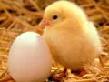 Permainan Teka-Teki Makhluk Kecil yang Comel talian Permainan Teka-Teki Makhluk Kecil yang Comel talian