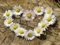 Permainan Teka-teki "Hati Daisy" talian Permainan Teka-teki "Hati Daisy" talian