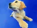 Permainan Teka-Teki Kucing dan Anjing Lucu talian Permainan Teka-Teki Kucing dan Anjing Lucu talian