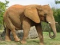 Permainan Teka-Teki Haiwan - Gajah talian Permainan Teka-Teki Haiwan - Gajah talian