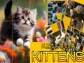 Permainan Teka Kucing Licin talian Permainan Teka Kucing Licin talian