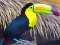 Permainan Puzzle Burung Tukan talian