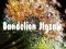 Permainan Teka-teki Dandelion talian