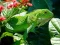 Permainan Iguana Hutan talian