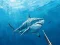 Permainan Memburu spearfishing bawah air talian