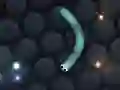 Permainan Slither.io talian Permainan Slither.io talian