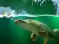 Permainan Kolam Willow talian