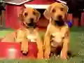 Permainan Teka Pasangan Anak Anjing talian Permainan Teka Pasangan Anak Anjing talian