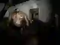 Permainan Asylum Senyap talian Permainan Asylum Senyap talian