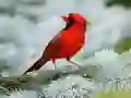 Permainan Teka Burung talian Permainan Teka Burung talian