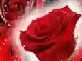 Permainan Mawar Merah talian Permainan Mawar Merah talian