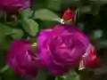 Permainan Rosa ungu talian Permainan Rosa ungu talian