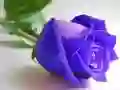 Permainan Bunga Ros Biru talian