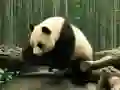 Permainan Teka Panda talian Permainan Teka Panda talian