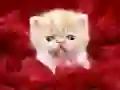 Permainan Kucing Lucu talian Permainan Kucing Lucu talian
