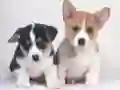 Permainan Teka-teki Anak Anjing Comel talian