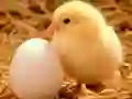 Permainan Teka-Teki Makhluk Kecil yang Comel talian Permainan Teka-Teki Makhluk Kecil yang Comel talian