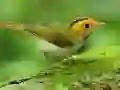 Permainan Burung Seluncur talian