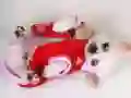 Permainan Seluncur Anak Anjing Comel talian