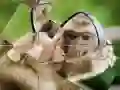 Permainan Puzzle Cimpanzi talian Permainan Puzzle Cimpanzi talian