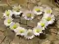 Permainan Teka-teki "Hati Daisy" talian Permainan Teka-teki "Hati Daisy" talian