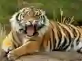 Permainan Puzzle Haiwan Harimau talian Permainan Puzzle Haiwan Harimau talian