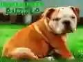 Permainan Teka-teki Anak Anjing Bulldog talian