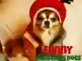 Permainan Anjing Krismas Lucu talian Permainan Anjing Krismas Lucu talian