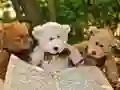 Permainan Teka-Teki Tiga Teddy Comel talian Permainan Teka-Teki Tiga Teddy Comel talian