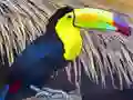 Permainan Puzzle Burung Tukan talian