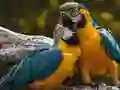 Permainan Puzzle Burung Kakak Tua talian Permainan Puzzle Burung Kakak Tua talian