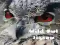 Permainan Teka-Teki Burung Hantu Liar talian Permainan Teka-Teki Burung Hantu Liar talian