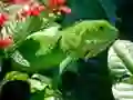 Permainan Iguana Hutan talian Permainan Iguana Hutan talian