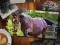 Permainan Edisi Teka-Teki Gambar Kuda talian