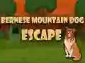 Permainan Pelarian Anjing Gunung Bernese talian Permainan Pelarian Anjing Gunung Bernese talian