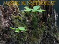 Permainan Hutan senja mistik talian